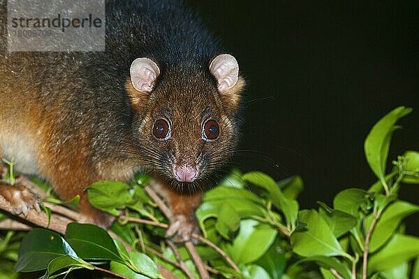 Gewöhnlicher Ringbeutler (Pseudocheirus peregrinus)  Ringelschwanzbeutler  Gewöhnliche Ringbeutler  Beuteltiere  Tiere  Common Ringtail Possum adult  close-up of head  climbing on branch at night