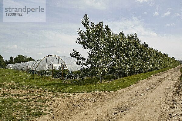Schwarzpappel (Populus nigra) als Windschutz zum Schutz von Pollytunneln
