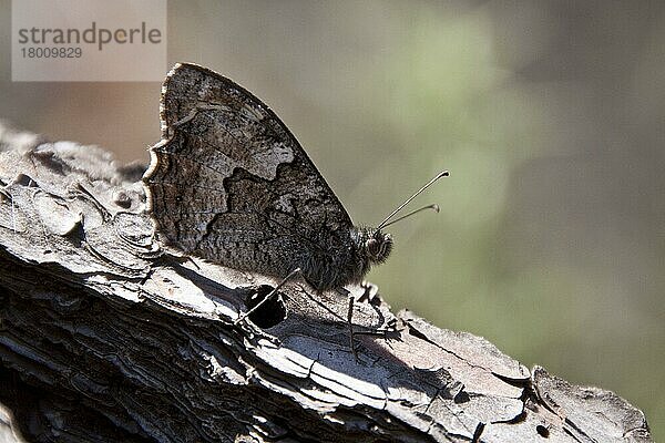 Ockerbindiger Samtfalter  Rostbinde  Ockerbindige Samtfalter  Rostbinden  Andere Tiere  Insekten  Schmetterlinge  Tiere  Grayling Butterfly. Lesvos Greece