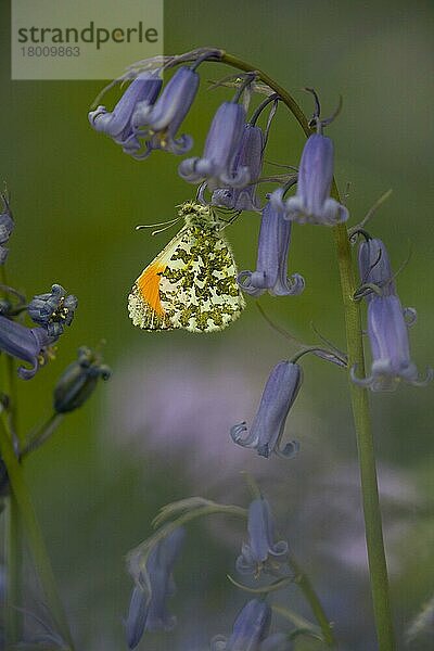 Orangenspitzen-Schmetterling (Anthocharis cardamines)  erwachsenes Männchen  ruht auf einer Bluebell (Endymion non-scriptus) -Blüte im Wald  Peak District  Derbyshire  England  April