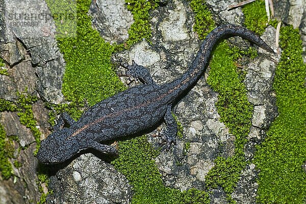 Bergmolch (Triturus alpestris)  Niedersachsen  Deutschland  Europa