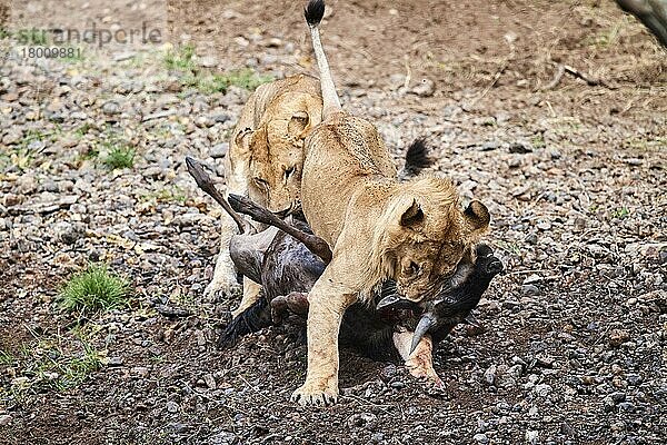 Zwei junge Männchen Löwen (Panthera leo) ersticken und töten Gnus (Connochaetes taurinus) als Beute  Masai Mara-Nationalreservat  Kenia  Afrika