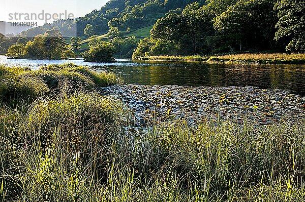 Blick auf den See in der Abendsonne  Rydal Water  Rothay Valley  Ambleside  Lake District N. P. Cumbria  England  August