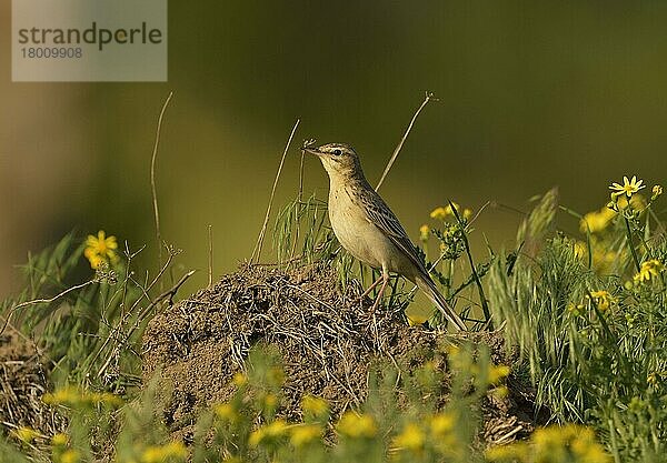 Erwachsener Waldpieper (Anthus campestris)  stehend auf einem Erdhügel  Rumänien  Mai  Europa