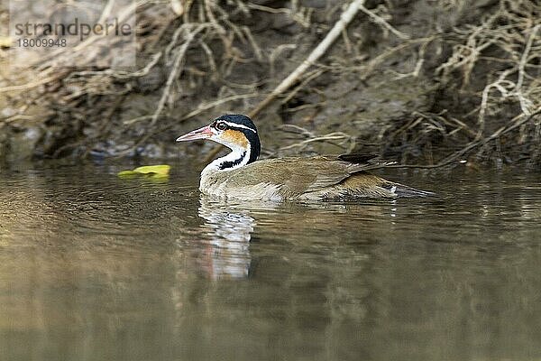 Zwergbinsenralle (Heliornis fulica)  erwachsenes Weibchen  schwimmend im Fluss  Costa Rica  Mittelamerika