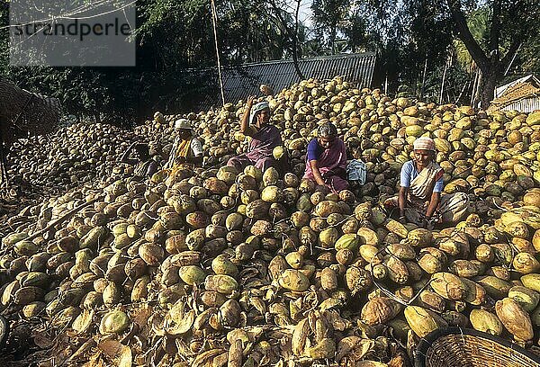Frauen beim Sortieren der Kokosnüsse in Singampunari  Tamil Nadu  Indien  Asien