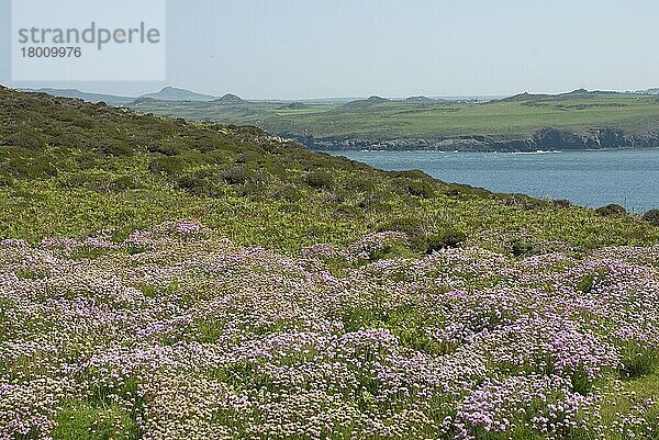 Strand-Grasnelke  Gewöhnliche Grasnelke (Armeria maritima)  Strandnelkengewaechse  Thrift flowering maß  growing on clifftop habitat  Ramsey Island  St. David's Peninsula  Pembrokeshire  Wales  june