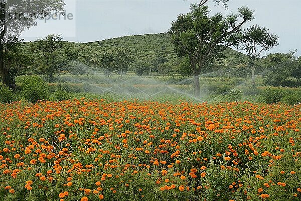 Blumenzucht  Bewässerungssystem zur Bewässerung von Blumen der Aztekischen Ringelblume (Tagetes erecta)  wächst im Feld  Gundelpet  Karnataka  Indien  September  Asien