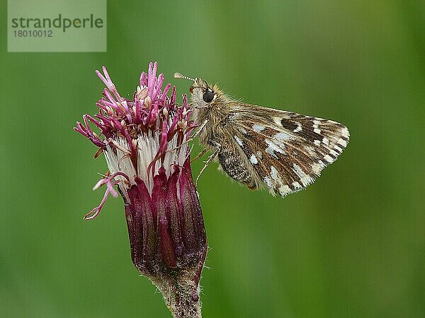 Alpiner Grizzled Skipper (Pyrgus andromedae)  erwachsenes Weibchen  ruhend auf dem Blütenkopf des Alpenhuflattich (Homogyne alpina)  Italienische Alpen  Piemont  Norditalien  Juli