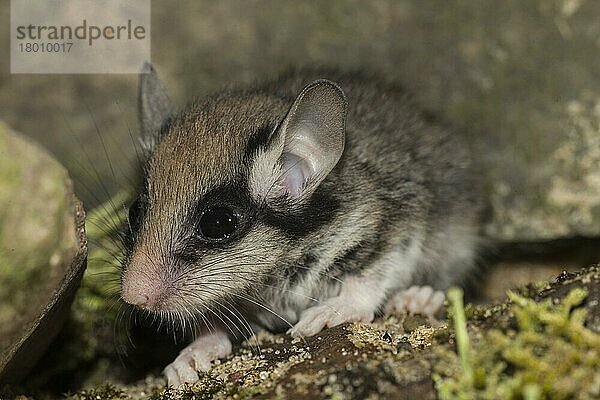 Zwei Gartenschläfer (Eliomys quercinus)  juvenile  Deutschland  Europa