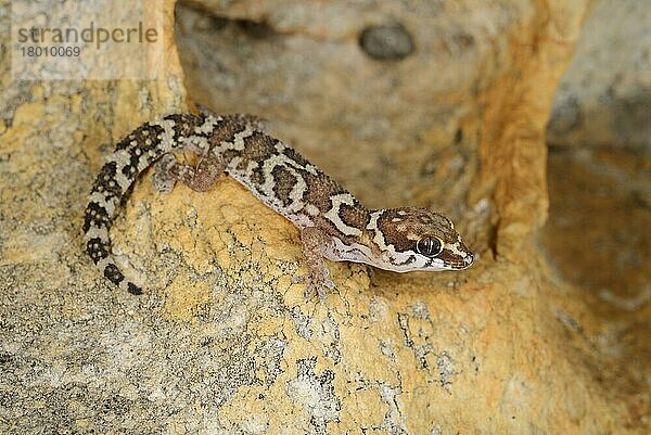 Smith's Thick-Toed Gecko (Pachydactylus formosus) adult  auf Felsen ruhend  Südafrika  Februar