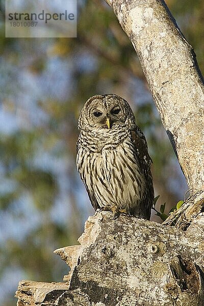 Streifenkauz  Streifenkäuze (Strix varia)  Eulen  Tiere  Vögel  Käuze  Barred Owl