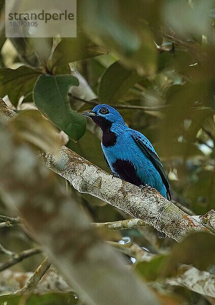 Nördliche Prachtkotinga (Cotinga nattererii)  Nördliche Prachtkotingas  Schmuckvögel  Tiere  Vögel  Blue Cotinga adult male  after regurgitating pellet (4 of 4 in sequence)  perche