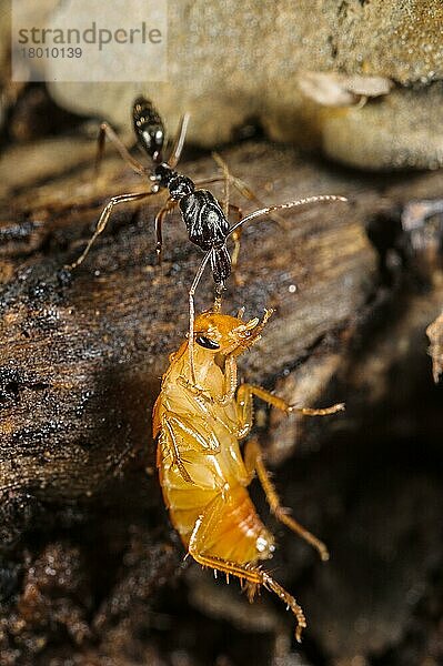 Schnappkieferameise  Schnappkieferameisen  Andere Tiere  Insekten  Tiere  Ameisen  Trap-jaw Ant (Odontomachus sp.) adult  with captured cockroach larva prey (captive)