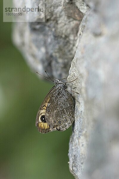 Braunauge (Lasiommata maera)  Braunaugen  Andere Tiere  Insekten  Schmetterlinge  Tiere  Large Wall Brown adult  resting on rock  Vercors  Alps  France  july