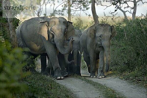Asiatischer Elefant (Elephas maximus indicus)  erwachsene Weibchen und Kälber  Herde in der Morgendämmerung auf dem Weg im Wald  Jim Corbett N. P. Uttarkhand  Indien  Mai  Asien
