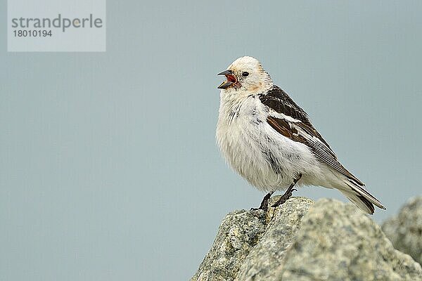 Schneeammer (Plectrophenax nivalis) erwachsenes Männchen  Brutgefieder  singend  auf Felsen stehend  Island  Juni  Europa