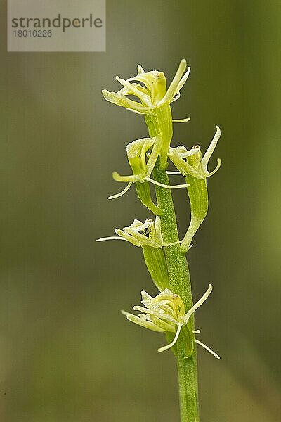 Fen Orchidee (Liparis loeselii) Nahaufnahme eines Blütenstachels  Upton Fen  The Broads N. P. Norfolk  England  Juli