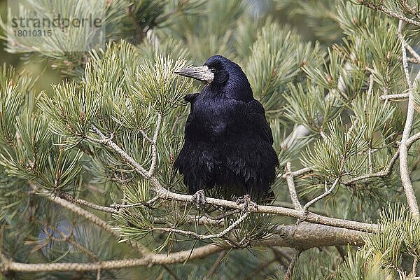 Erwachsener Turm (Corvus frugilegus)  erwachsen  auf dem Ast eines Turmes in einer Kiefer (Pinus sylvestris)  Berwickshire  Scottish Borders  Schottland  April