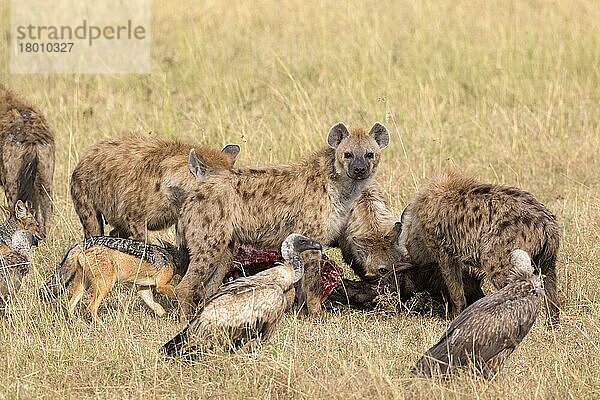 Tüpfelhyäne (Crocuta crocuta)  Schabrackenschakal (Canis mesomelas) und Weißrückengeier (Gyps africanus)  die sich von Kadavern im Grasland ernähren  Maasai Mara National Reserve  Kenia  August  Afrika