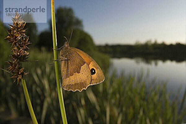 Großes Ochsenauge (Maniola jurtina)  Große Ochsenaugen  Andere Tiere  Insekten  Schmetterlinge  Tiere  Meadow Brown adult  resting on stem in waterside habitat  Leicestershire  England  Großbritannien  Europa