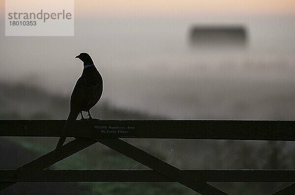 Gewöhnlicher Fasan (Phasianus colchicus)  erwachsenes Männchen  stehend am Tor  Silhouette in der Morgendämmerung  Elmley N. N. R. Isle of Sheppey  Kent  England  Oktober