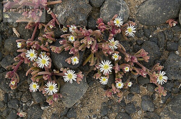 Knotenblütige Mittagsblume (Mesembryanthemum nodiflorum)  Mittagsblumengewächse  Slenderleaf Iceplant introduced species  flowering  Lanzarote  Canary Islands  March