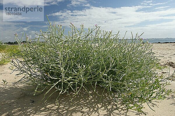 Am Sandstrand wachsender Seebestand (Matthiola sinuata)  Studland  Insel Purbeck  Dorset  England  Juli