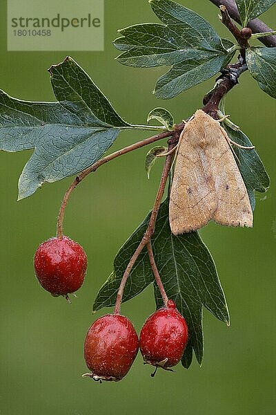 Rote Weidenröschen (Enargia paleacea)  erwachsen  am Strauch des Gemeinen Weißdorns (Crataegus monogyna) mit Beeren ruhend  Leicestershire  England  August