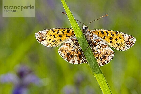 Weberscheckenfalter (Boloria dia) erwachsen  auf Gras ruhend  Col de Calzan  Ariege Pyrenäen  Midi-Pyrenäen  Frankreich  Mai  Europa