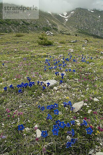 Blühende Masse des Appennin-Trompete Enzians (Gentiana dinarica)  wächst in kalkhaltigem Grasland-Lebensraum (auf 1500m)  Monti Sibillini  Apennin  Italien  Mai  Europa