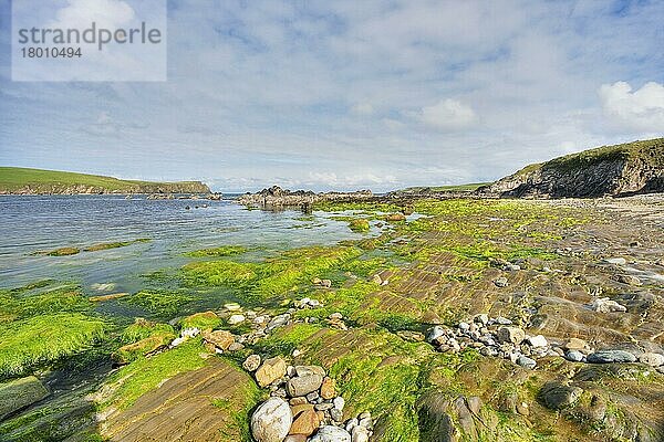 Blick auf felsige Küste mit Algen bei Ebbe  Bigton Wick  Festland  Shetland-Inseln  Schottland  Mai