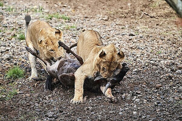 Zwei junge männchliche Löwen (Panthera leo) ersticken und töten Gnu (Connochaetes taurinus)  Beute  Masai Mara-Nationalreservat  Kenia  Afrika