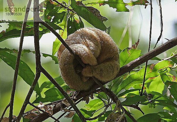 Seidenameisenbär (Cyclopes didactylus dorsalis) erwachsen  schläft tagsüber im Baum  Canopy Tower  Panama  November  Mittelamerika