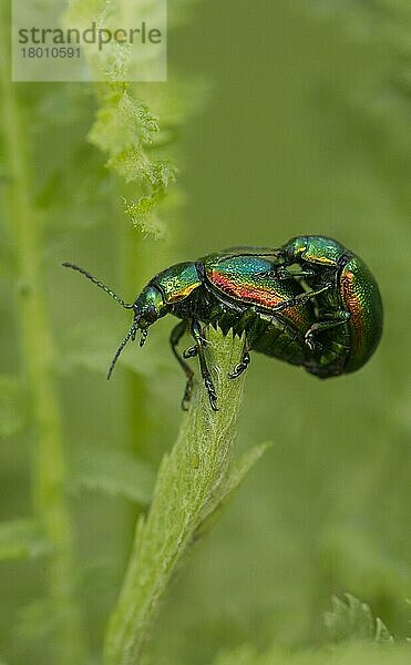 Erwachsenes Paar Tansy Beetle (Chrysolina graminis)  Paarung auf dem Blatt der Tansy (Tanacetum vulgare)  York  North Yorkshire  England  Mai