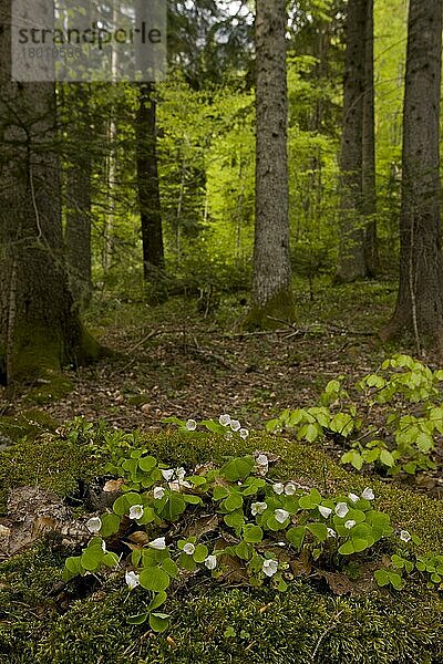 Blühender Sauerklee (Oxalis acetosella)  wächst in Laubwald-Lebensraum  Bulgarien  Mai  Europa