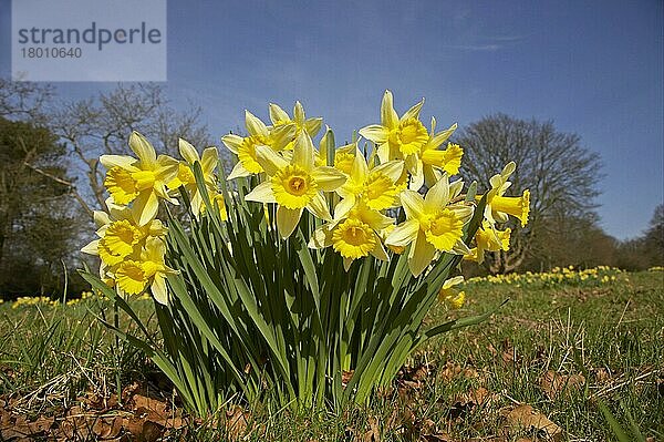 Gelbe Narzisse  Osterglöckchen  Osterglöckchen  Falscher Narzissus (Narcissus pseudonarcissus)  Trompeten-Narzisse  Trompetennarzisse  Narzisse  Osterglocke  Narzissen  Osterglocken  Liliengewächse  Daffodil flowering  growing in meadow  Essex  England  Großbritannien  Europa