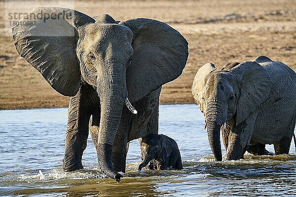 Afrikanische Elefanten (Loxodonta africana)  Muttertier schützt ihr winziges Elefantenkalb bei der Überquerung des Luangwa-Flusses ( )  South Luangwa National Park  Sambia  Afrika