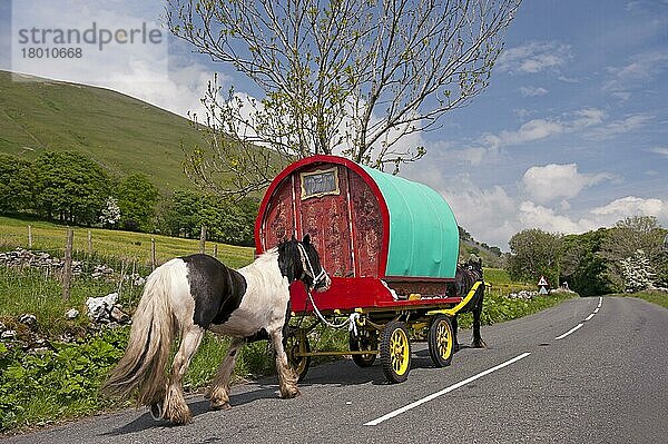 Pferd  Irish Cob (Zigeunerpony)  ziehende Reisekarawane  Richtung Appleby Horse Fair  entlang der A683 zwischen Sedbergh und Kirkby Stephen  Cumbria  England  Juni