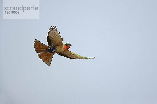 Rotkehlbienenfresser (Merops bullocki) erwachsen  im Flug  Gambia  Februar  Afrika