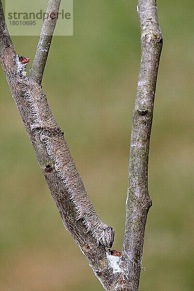 Clifden Nonpareil (Catocala fraxini) -Raupe  getarnt auf dem Zweig der Europäischen Espe (Populus tremula)  Larven-Nahrungspflanze  Italien  Juni  Europa