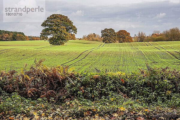 Blick auf Ackerland mit ausgewachsenen Bäumen im Feld  in der Nähe von Beeston Castle  Cheshire  England  November