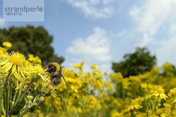 Frühe erwachsene Hummel (Bombus pratorum)  ernährt sich von Blüten des Gemeinen Kreuzkrauts (Jacobaea vulgaris)  Cannock Chase  Staffordshire  England  August