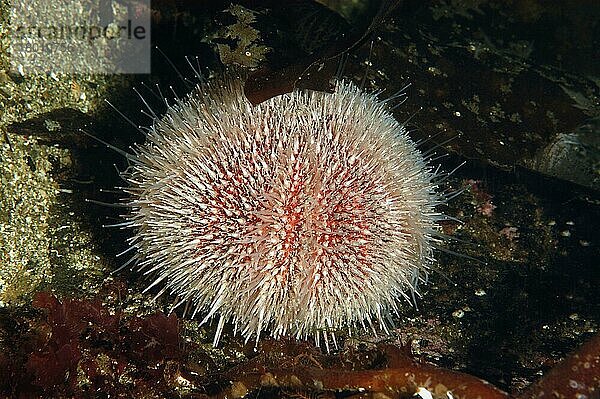 Europäisches Urchin (Echinus esculentus) adult  zwischen Seetang im Meer  Loch Carron  Roß und Cromarty  Hochland  Schottland  Juni