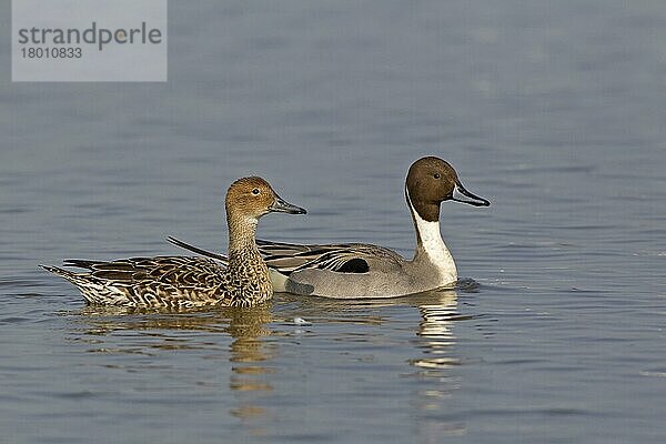 Northern Pintail (Anas acuta) erwachsenes Paar  schwimmend  Slimbridge  Gloucestershire  England  März