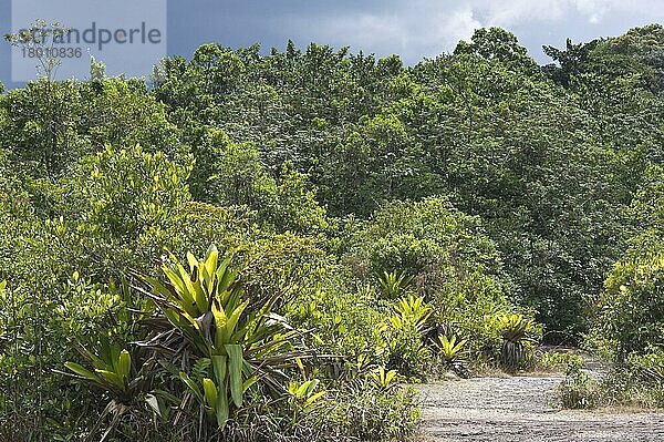 Riesenpanzer-Bromelie (Brocchinia micrantha) wächst im Lebensraum Tropenwald  Kaieteur N. P. Guayana Shield  Guyana  Oktober  Südamerika
