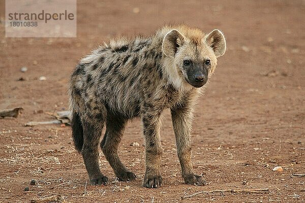 Tüpfelhyäne  Tüpfelhyänen  Hyäne  Hyänen  Hundeartige  Raubtiere  Säugetiere  Tiere  Spotted hyaena cub  Kruger National Park  South Africa