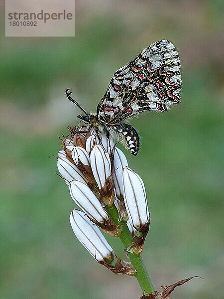 Spanische Girlande (Zerynthia rumina)  erwachsenes Männchen  auf Blütenknospen von White Asphodel (Asphodelus albus) ruhend  Andalusien  Spanien  April  Europa