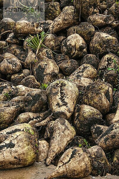 Zuckerrüben (Beta vulgaris)  Haufen von geernteten Wurzeln  Telford  Shropshire  England  Großbritannien  Europa