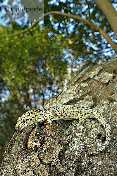 Erwachsener Wahlberg's Velvet Gecko (Homopholis wahlbergii)  klettert auf Baumstamm  Südafrika